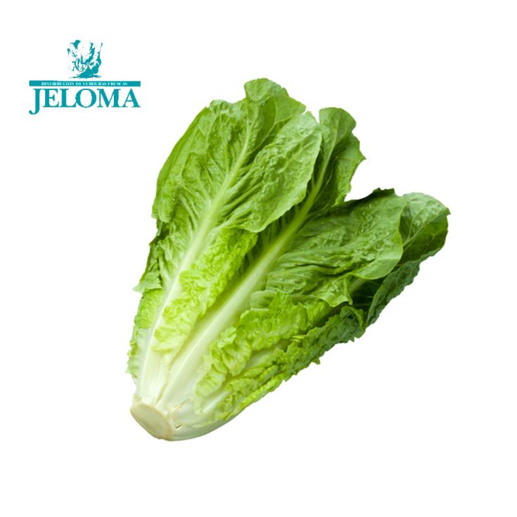 LECHUGA ROMANA UNIDAD BANDEJA JELOMA